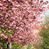 Kirschbl&uuml;ten