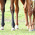 Warmblüter