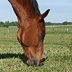 Sommerweide