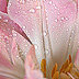 Tulpen